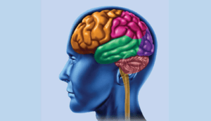 Culture and Behavioural Safety